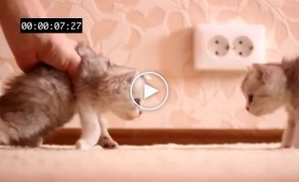Классный кошачий краш-тест
