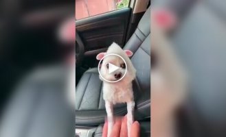 Собаки и их улетные стрижки