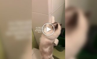 Дівчина знайшла за стіною живого хом'яка