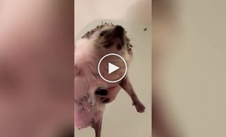 hedgehog bathes in the bath