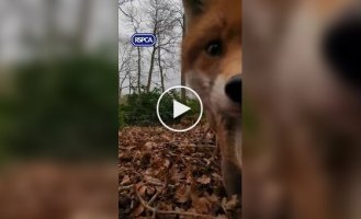 Fox stole animal welfare officer's phone