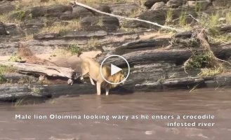 Лев чуть не стал обедом крокодила