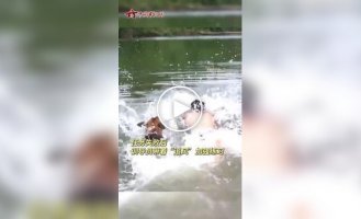 Служебный пес на тренировке «передумал» спасать дрессировщика в воде
