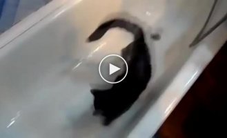 Кот который с удовольствием гоняется за водой