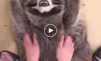 Raccoon massage