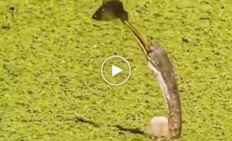 The most intense video of today: gray heron and fish