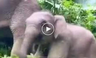 A cheerful baby elephant was captured in a Chinese nature reserve