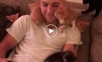 Стая маленьких котят не дает парню сидеть в телефоне