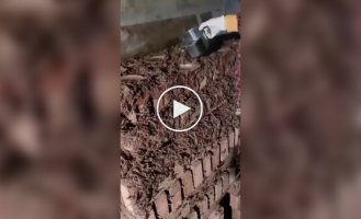 Ферма скорпіонів: де видобувають найдорожчу речовину тваринного походження