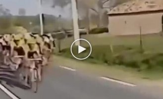 The horse decided to take part in a bicycle race