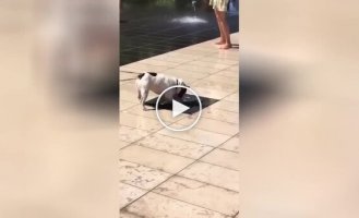 The dog is having a good time next to the fountain