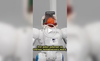 У Китаї вчені виростили міні-мозок і підключили його до роботи