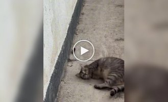 Кот одновременно охотился на мышку и позировал для камеры