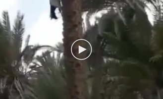 Goats on a tree and the right angle