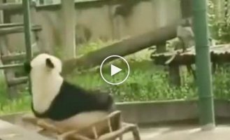 The panda was offended by the chair that could not stand it