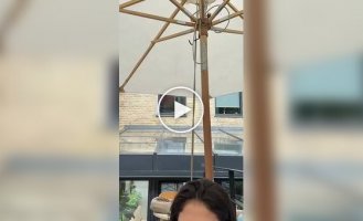 Коти влаштували гру в дивилки
