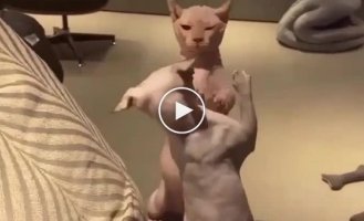 Splat, splat: the sound of two hairless cats fighting