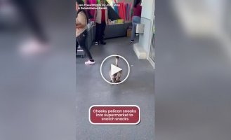 Пеликан проник в магазин за бесплатными закусками