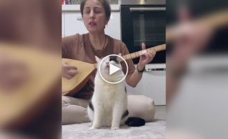 Кот обрел внутренний покой