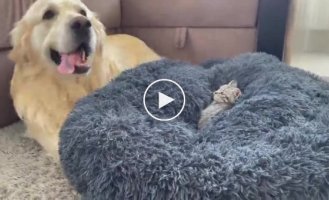The dog is trying to explain to the little cat that this is his bed