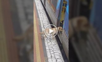 The dog ran away from home and rode the train