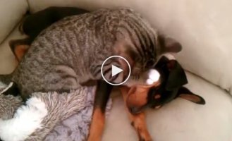 Долгожданное возвращение песика от ветеринара к коту