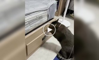 Кот решил не испытывать судьбу