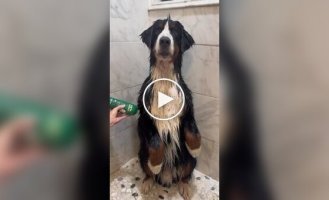 Как выглядит купание бернского зенненхунда