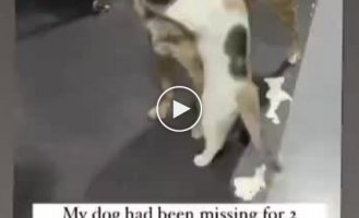 The dog got lost and was found 2 weeks later, the cat’s reaction is shown in the video