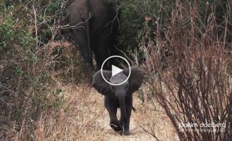 Храбрый слоненок защищает свою маму  