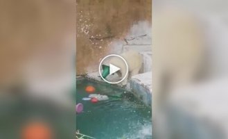 Нестандартное развлечение медведицы