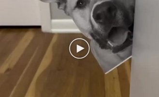 Funny dog reaction to a photo of another pet