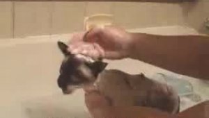 Кот поет в ванной