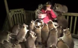 Once you feed one, tomorrow there will be even more raccoons
