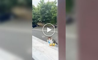 Кот начал воровать вещи и приносить их домой
