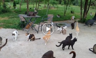 Cats in one of the shelters in Romania