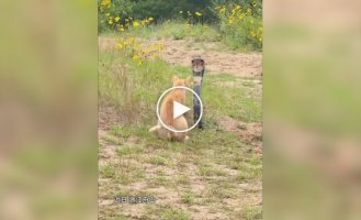 A cat's dangerous encounter with a cobra