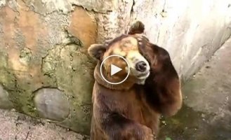 Как умывается бурый медведь