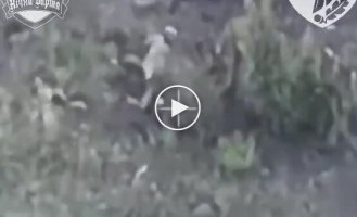 Оператор дрона-камикадзе попал в оккупанта, когда тот пытался нагадить в кустах