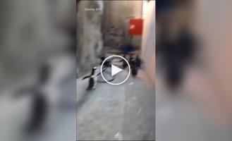 Пингвины попытались сбежать из зоопарка