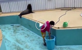 Тюлень развлекается во время уборки бассейна