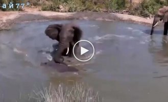 An elephant cleared a pond of hippos