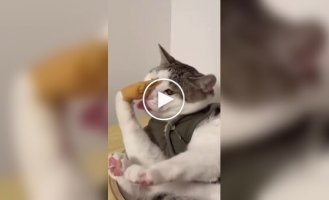 Коти та маленькі ручки