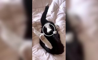 Тварини (короткі відео). Випуск 83