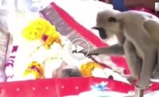 Man, get up! Grieving monkey came to the funeral of a friend