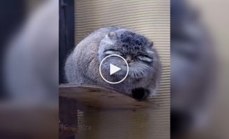 Mood: fat and sleepy manul