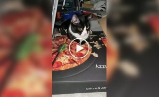 The cat chewing on a pizza box became famous online
