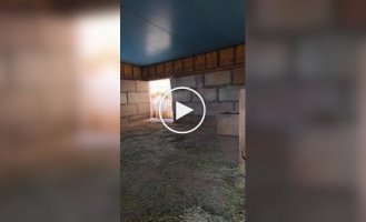 Опасные игры с малышом носорогом: Джерко идет на голос