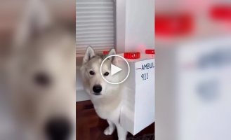 The best costume for a husky