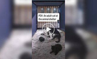 A musical feeder helped a cat find a new home